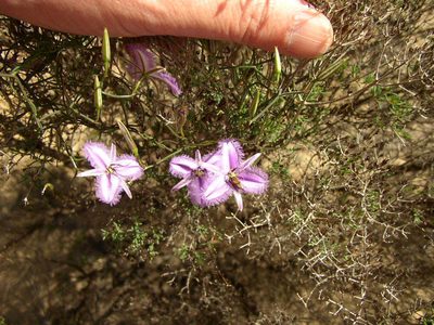 Thysanotus dichotomus, photographed by Tony Rebelo