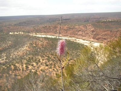 Grevillea petrophiloides, photographed by Tony Rebelo