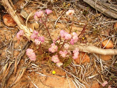 Trachymene ornata, photographed by Tony Rebelo