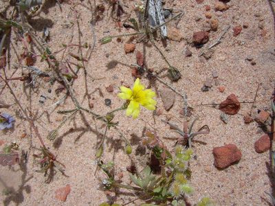 Goodenia berardiana, photographed by Tony Rebelo
