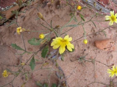 Goodenia berardiana, photographed by Tony Rebelo