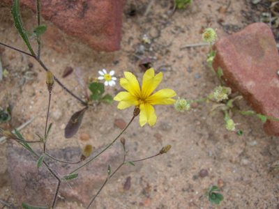 Goodenia berardiana, photographed by Tony Rebelo