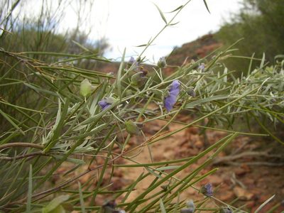 Duperreya sericea, photographed by Tony Rebelo
