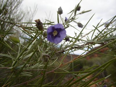 Duperreya sericea, photographed by Tony Rebelo