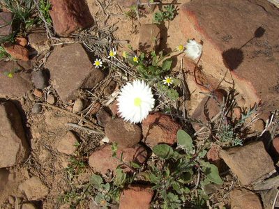 Rhodanthe chlorocephala, photographed by Tony Rebelo