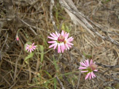 Lawrencella rosea, photographed by Tony Rebelo