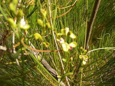 Comesperma integerrimum, photographed by Tony Rebelo