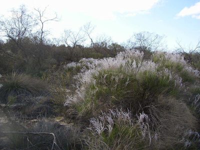 Conospermum incurvum, photographed by Tony Rebelo