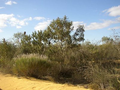 Banksia sceptrum, photographed by Tony Rebelo