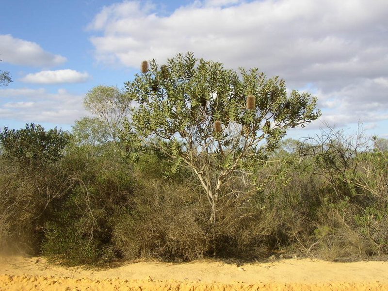 Banksia sceptrum, photographed by Tony Rebelo