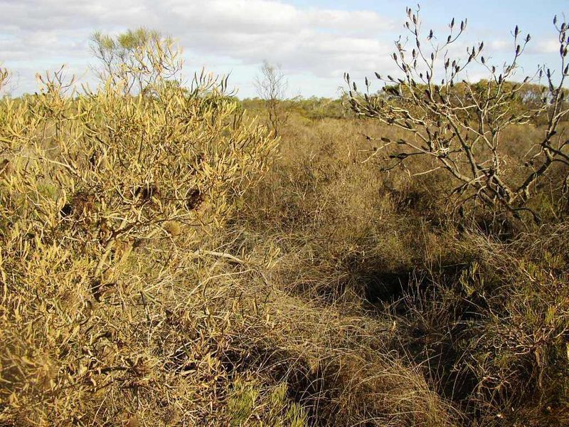 Banksia ashbyi, photographed by Tony Rebelo