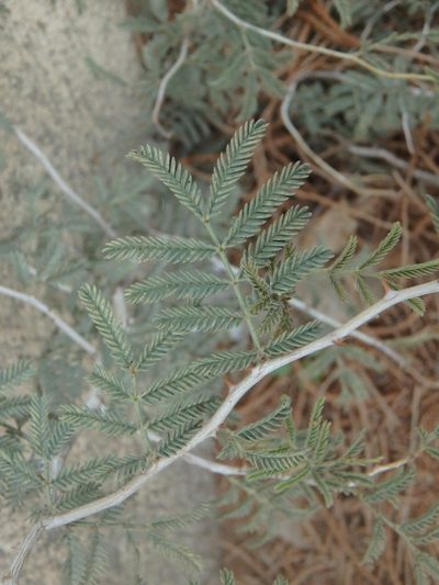 Prosopis farcta, photographed by Daniel Cahen