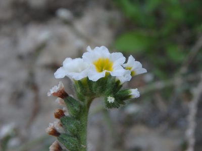 Heliotropium hirsutissimum, photographed by Daniel Cahen