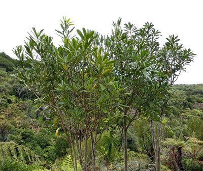 Pseudopanax chathamicus, photographed by Peter de Lange