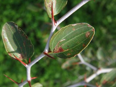 Ziziphus lotus, photographed by Daniel Cahen