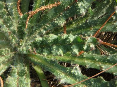 Anchusa aegyptiaca, photographed by Daniel Cahen