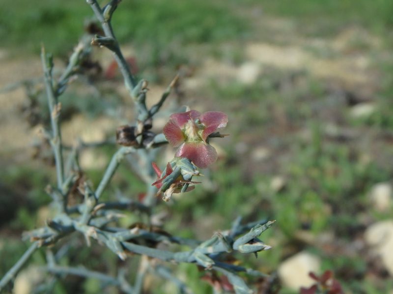 Noaea mucronata, photographed by Daniel Cahen