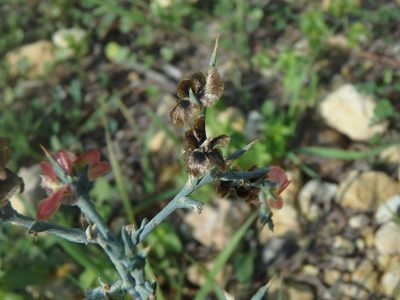 Noaea mucronata, photographed by Daniel Cahen