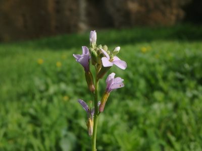 Erucaria hispanica, photographed by Daniel Cahen