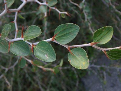 Ziziphus lotus, photographed by Daniel Cahen
