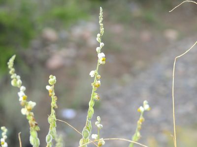 Monnina dictyocarpa, photographed by Guillermo Debandi