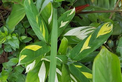 Ctenanthe lubbersiana, photographed by alessandradalia