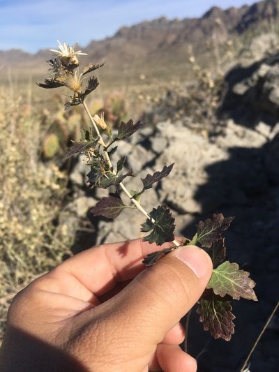 Brickellia baccharidea, photographed by Cecelia Alexander