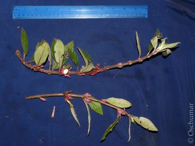 Columnea angustata, photographed by Oscar Marín