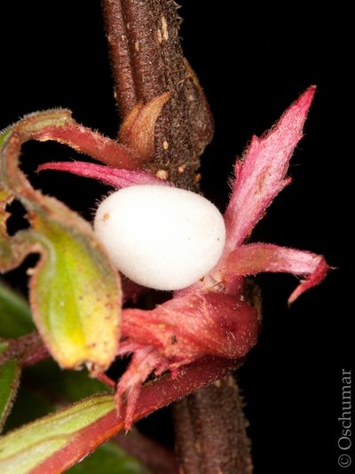 Columnea angustata, photographed by Oscar Marín