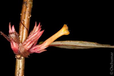 Columnea angustata, photographed by Oscar Marín