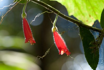 Columnea anisophylla, photographed by Oscar Marín