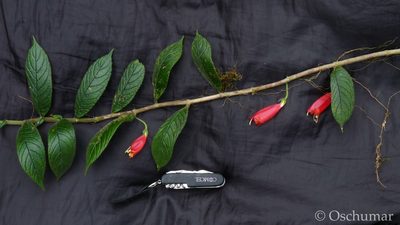 Columnea anisophylla, photographed by Oscar Marín