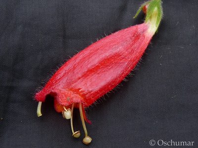 Columnea anisophylla, photographed by Oscar Marín