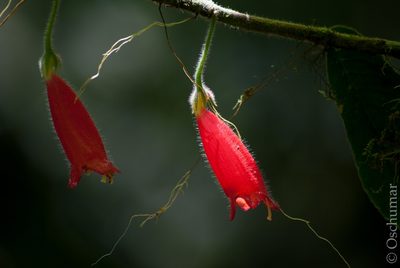 Columnea anisophylla, photographed by Oscar Marín