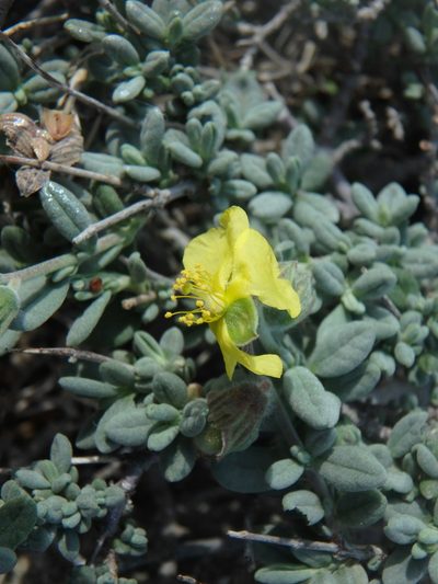 Helianthemum stipulatum, photographed by Daniel Cahen