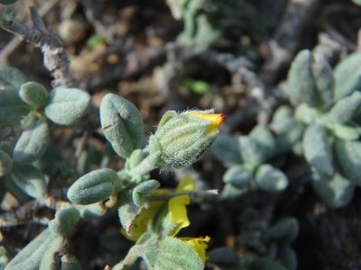 Helianthemum stipulatum, photographed by Daniel Cahen