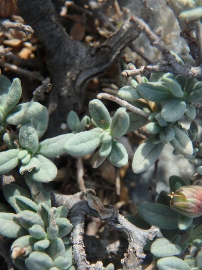 Helianthemum stipulatum, photographed by Daniel Cahen