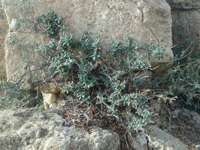 Helianthemum stipulatum, photographed by Daniel Cahen