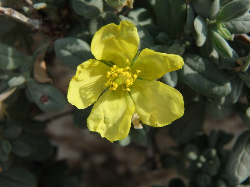 Helianthemum stipulatum, photographed by Daniel Cahen