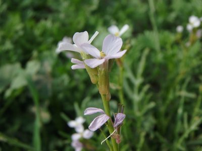 Erucaria hispanica, photographed by Daniel Cahen