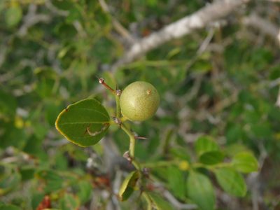 Ziziphus lotus, photographed by Daniel Cahen