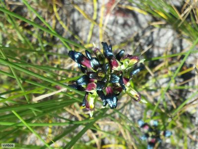 Disa atricapilla, photographed by Chris Vynbos