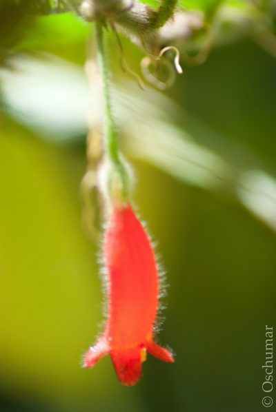 Columnea anisophylla, photographed by Oscar Marín