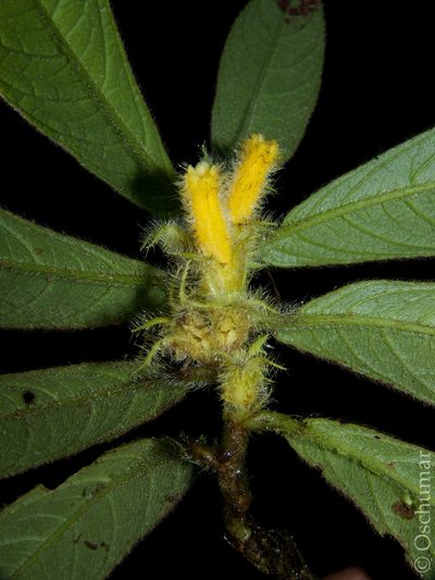 Columnea fuscihirta, photographed by Oscar Marín