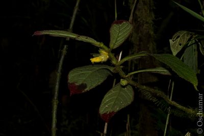 Columnea fuscihirta, photographed by Oscar Marín