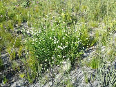 Stilbe albiflora, photographed by Chris Vynbos