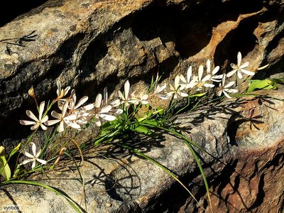 Geissorhiza exscapa, photographed by Chris Vynbos