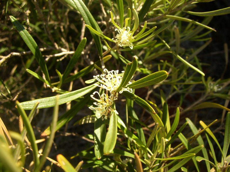 Grevillea argyrophylla, photographed by Tony Rebelo