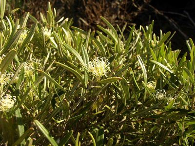 Grevillea argyrophylla, photographed by Tony Rebelo