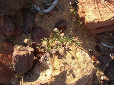 Trachymene cyanopetala, photographed by Tony Rebelo